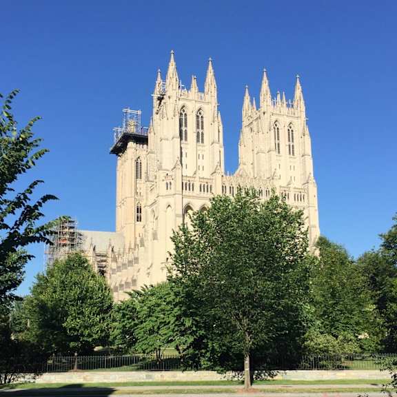 a large cathedral with a tall spire stands behind a tree.
