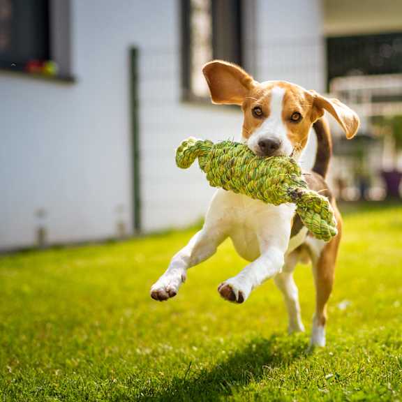 A dog is running with a green toy in its mouth.
