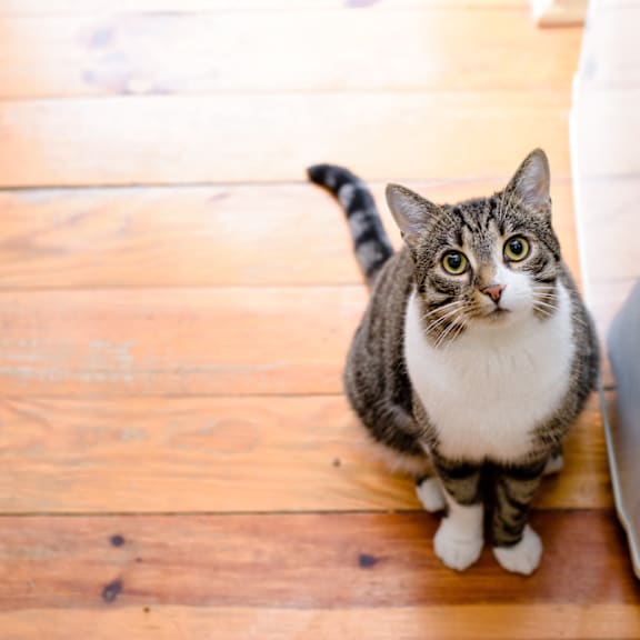 A cat with a striped coat is sitting on a wooden floor.