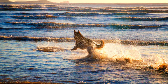 a dog running through the water in the ocean