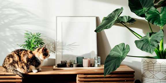 A cat sits on a wooden table next to a mirror, a potted plant, and some candles.