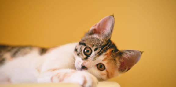 a cat laying on top of a chair at Janus Lofts Apartments, Indianapolis, IN
