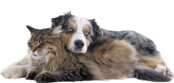 a dog and a cat laying on top of each other