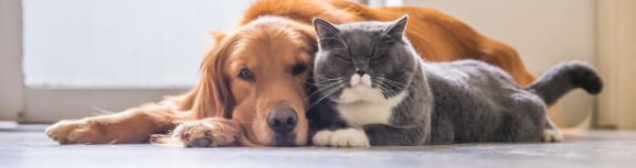 a dog and a cat laying next to each other at The Prairie Villas, Dardene Prairie Missouri