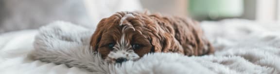 a dog laying on a blanket on a bed