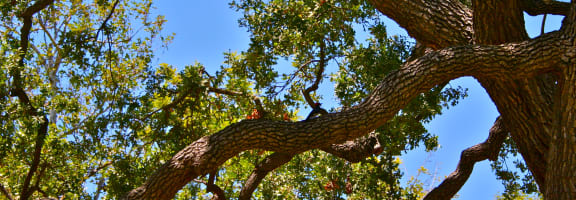 Oak Tree