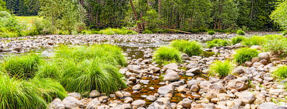 A stream flows through a rocky bed with green plants on the sides.