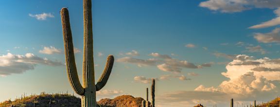 desert landscape at Avilla Deer Valley in Phoenix, AZ 85085