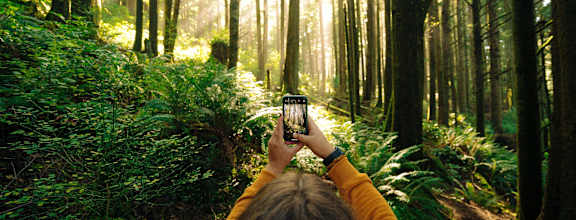 forest views