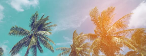 a picture of palm trees with a pastel colored sky in the background
