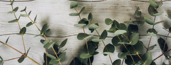 a bunch of eucalyptus branches on a wooden table