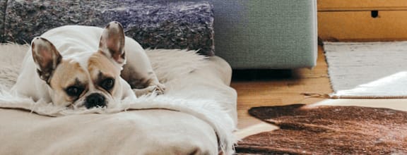 A dog is lying on a white fluffy blanket.