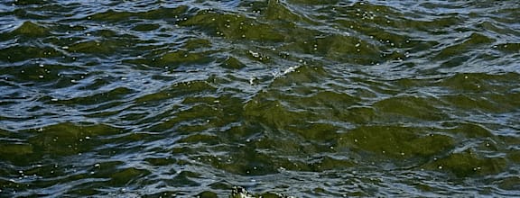 A close up of green algae in the water.