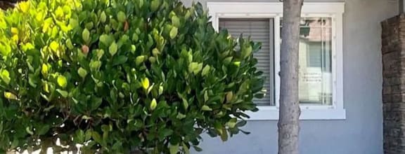 a tree in front of a building with a blue door