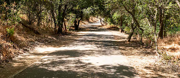 a dirt road with trees on either side