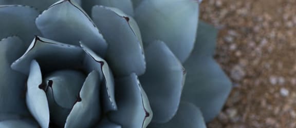 Stock photo of plant