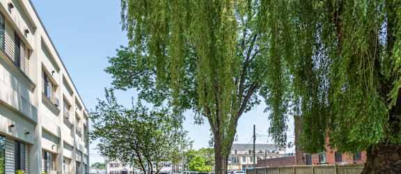 A weeping willow tree is in the foreground of a sunny day.