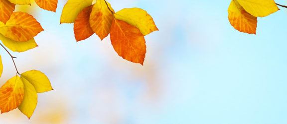Autumn-Leaves-Banner