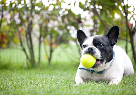 A black and white dog is playing with a yellow ball in the grass at Lakeside Villas, Hampton, GA.