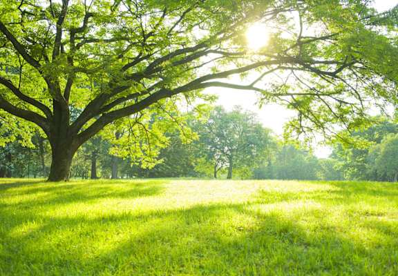 A large tree with green leaves stands in a field of grass.