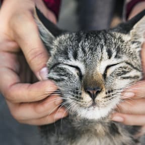 Chatham Court Reflections Apartments in Dallas TX