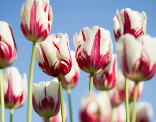 a group of red and white tulips in a field