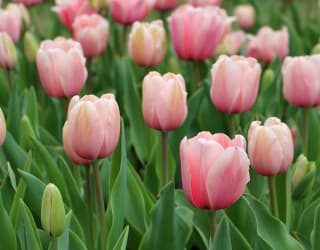 a field of pink tulips with green leaves