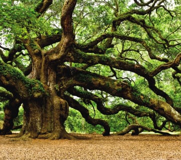 OAK tree at Oak Run Apartment Homes, Columbus
