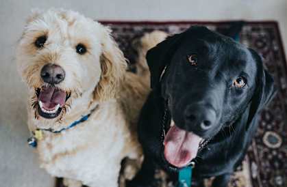 pet friendly apartments in Rantoul IL