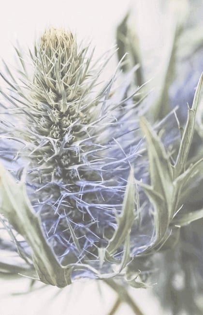 A close up of a blue flower with a blurred background.