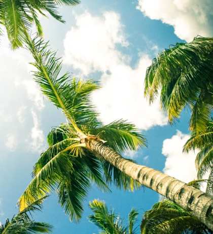 Stock photo of palm trees