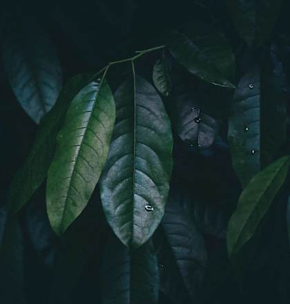 a close up of green leaves in a forest at Vyne One Loudoun, Ashburn, Virginia