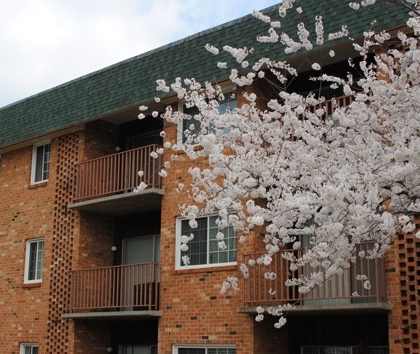 Exterior shot of The Jeffersonian with cherry blossoms blooming