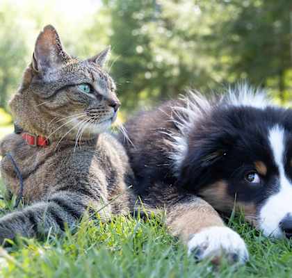 pet friendly apartments at heritage knoll townhomes