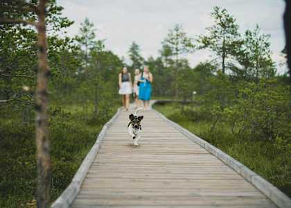 A dog is walking on a wooden boardwalk with two people following behind.