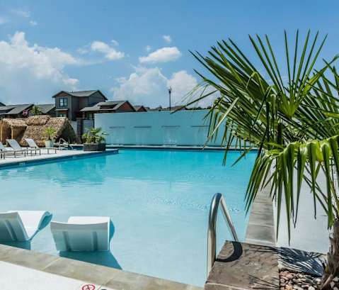 a swimming pool with chaise lounge chairs and a palm tree