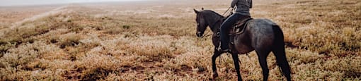 a person riding a horse in a field