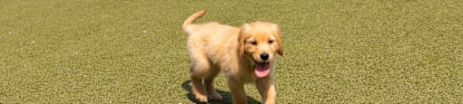 a golden retriever puppy running on the grass
