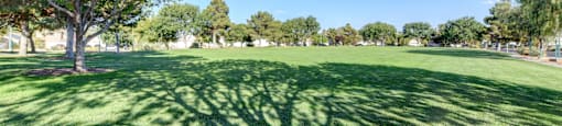 A tree stands in a grassy field with its shadow cast on the ground.