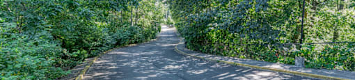 driveway lined with trees leading up to the community