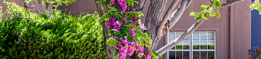 a tree with purple flowers in front of a building