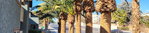 a row of palm trees in front of a building at Sunset Winds Apartments in Henderson, Nevada