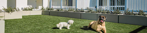 Olive DTLA Pet Area  at Olive DTLA, California, 90015