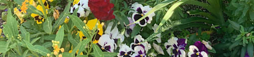 A garden with a variety of flowers in different colors  at Victoria Springs, Riverside, CA 92504