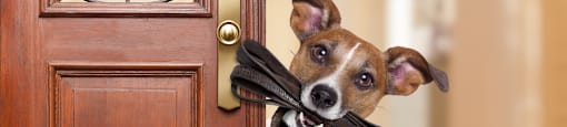 A dog with a black leash is sticking its head through a door at Ascent on Spence, Tempe, AZ