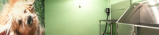 A dog is on a wall mural in a room with green walls.