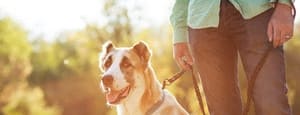 Pet Friendly Community at Belle Creek Apartments, Henderson, CO, Colorado, 80640