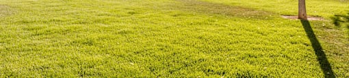 Lush Green Outdoors at Enclave Apartments, Henderson, Colorado