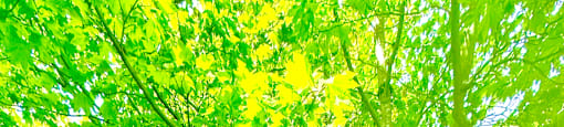 A tree with green leaves is in front of a house.