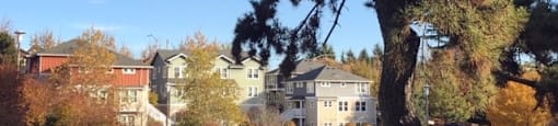 A pine tree stands in a grassy area in front of apartment buildings.